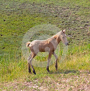 Wild horses: a newborn foal