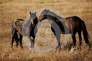 Wild Horses in Northern Nevada