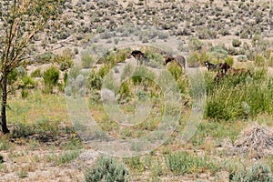 Wild horses, northern Nevada range