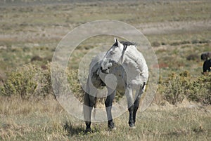 Wild Horses in the Onaqui Mountains