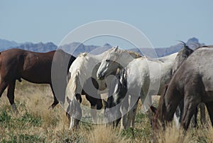 Wild Horses in the Onaqui Mountains