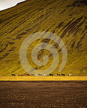 Wild Horses by ONDA.photos