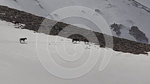 Wild Horses Passing on Snow in Snowy Mountain Ridge