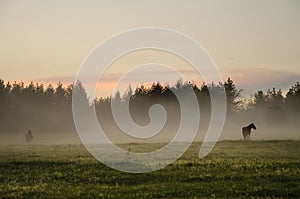 Wild Horses on a pasture