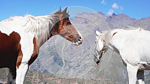 Wild horses pasturing on mountain environment. Beautiful nature background