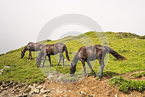Wild horses pasturing on mountain environment. Beautiful nature background