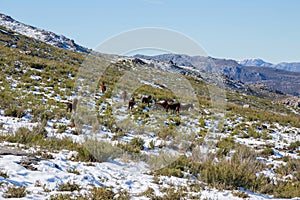 Wild horses pasturing photo