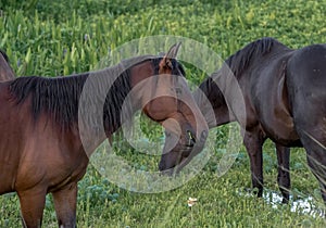 Wild horses of Paynes Prairie in Gainesville , Florida U.S.A