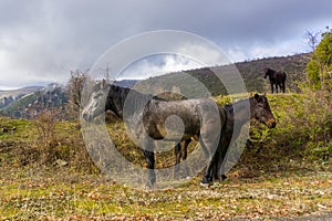 Wild horses at pindos mountain in Epirus of Greece