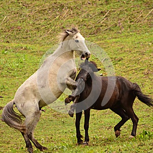 Wild horses playing in a field