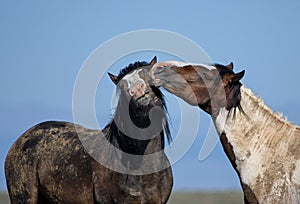 Wild horses playing in McCullough Peaks Area in cody, Wyoming with blue sky