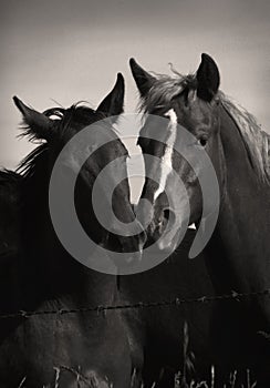 Wild Horses Playing in Sepia