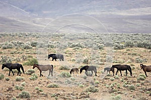 Wild horses on the praire photo