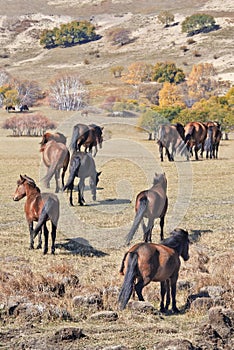 Wild horses a prairie, Weichang, Hebei, Inner Mongolia, China