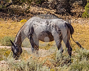 Wild horses of Pryor Mountain