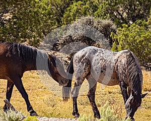 Wild horses of Pryor Mountain