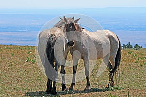 Wild Horses on Pryor Mountain in Montana