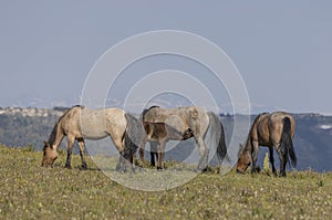 Wild Horses in the Pryor Mountains Montana in Summer