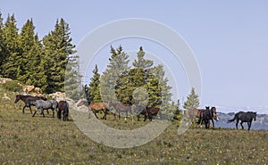 Wild Horses in the Pryor Mountains Montana in Summer