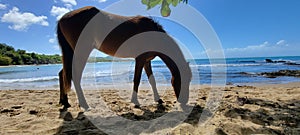 Wild horses on puerto rico Island vieques