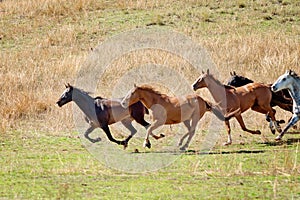 Wild Horses Racing Across The Plains