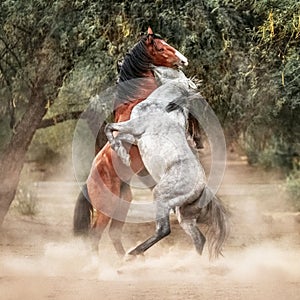 Wild Horses Rearing Up Play Fighting