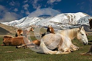 Wild horses relaxing in a mountain meadow in Italy