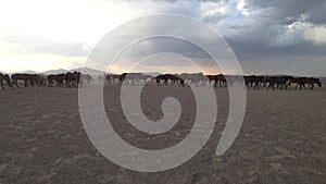 Wild horses resting in meadow