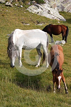 Wild horses 1