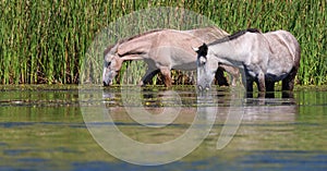 Wild Horses @ Rio Salado (Salt River) Arizona