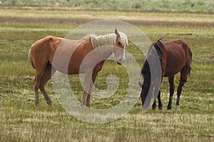 Free Spirit, wildlife, donkeys, wild horses, mustangs