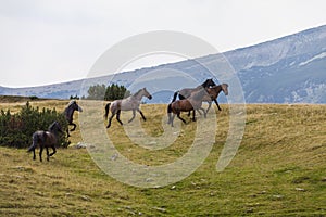 Wild horses roaming free in the Transylvanian Alps