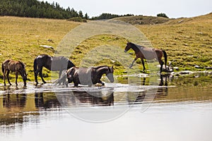 Wild horses roaming free in the Transylvanian Alps