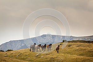 Wild horses roaming free in the Transylvanian Alps