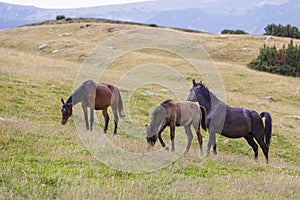 Wild horses roaming free in the Transylvanian Alps