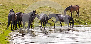 Wild horses roaming free in the Transylvanian Alps