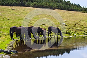 Wild horses roaming free in the Transylvanian Alps