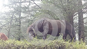 Wild horses roaming freely on mountains