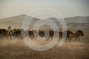 wild horse herds running in the desert, kayseri, turkey