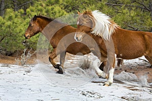 Wild horses run in sandy woods on Assateague Island, Maryland.
