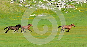 wild horses run in wide grasslands