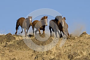 Wild horses running