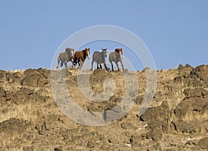 Wild horses running