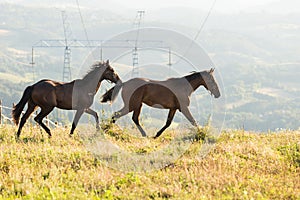 Wild Horses Running