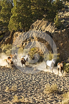 Wild horses running