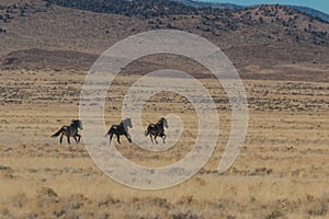 Wild Horses Running Across the Desert