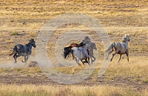 Wild Horses Running Across the Desert