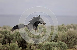 Wild horses running away