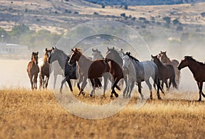 Wild Horses Running in the Desert