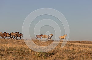 Wild Horses Running in the Desert